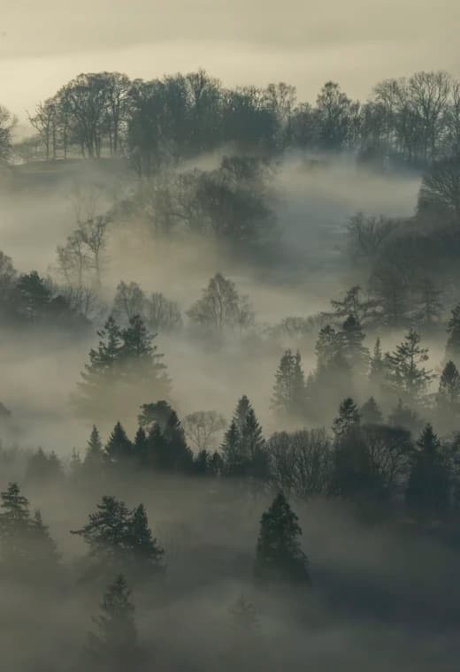 Misty forest
